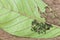 Slug worm or Larvae Caterpillars on leaf, it is dangerous insect pest with plant disease of vegetables and agriculture