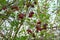 Sluggish berries of viburnum bush. Bunches of viburnum