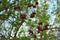 Sluggish berries of viburnum bush. Bunches of viburnum