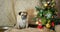 Sluggish, lazy, dull dog at new year holidays. thick, fat pet is sad. beige, fawn pug sit near christmas tree