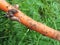 Slugs on carrots close up