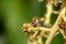 slugs caterpillar on stick tree