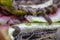 Slugs close up. Garden slugs eat watermelon peel. Slime Garden Pests