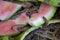 Slugs close up. Garden slugs eat watermelon peel. Slime Garden Pests