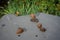 Slugs crawl on a plastic composter in the garden in June. Berlin, Germany