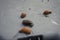 Slugs crawl on a plastic composter in the garden in June. Berlin, Germany