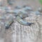 Slugs crawl on wet rotten wood , a lot of slug pests