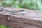 Slugs crawl on wet rotten wood , a lot of slug pests