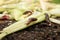 Slugs crawling over vegetation in the garden