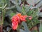 Slugs eat marigold leaves and flower