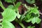 Slugs eating potato leaves. Pest in a garden