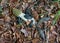 Slugs on fallen Common stinkhorn