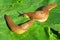 Slugs on green leaves, closeup