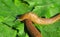 Slugs on green leaves, closeup