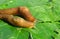 Slugs on green leaves, closeup