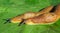 Slugs on green leaves, closeup