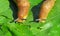 Slugs on green leaves, closeup