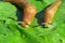 Slugs on green leaves, closeup