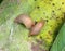 Slugs (molluscs of the gastropod class) on vegetable crops