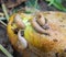 Slugs (molluscs of the gastropod class) on vegetable crops