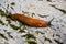 Slugs in motion, on tree stump.