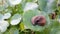 Slugs on pennywort leaf.