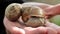 Slugs and snails. Snails on a hand close-up. Pests and insects in the garden