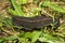 Slugs walking on grass (Vaginulus alte)