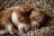 Slumbering Puppy Twins Snuggled Together