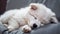 Slumbering Serenity: The Graceful Rest of a White Puppy