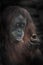 The sly inviting look of an orangutan half-turned at you, thought and cunning, dark edges