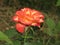 A smaii red-yellow rose