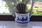 smal cactus in a slat glazed pot