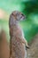 smal mongoose in a zoo