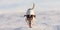 Small 12 years old frozen Jack Russell Terrier dog is walking over a snowy meadow in winter