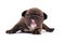 Small 3 weeks old Chocolate brindle colored French Bulldog dog puppy with blue eyes isolated on white background