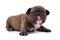 Small 3 weeks old Chocolate brindle colored French Bulldog dog puppy with blue eyes isolated on white background