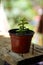 Small abundance plant pot