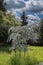 A small Acacia pendula, Weeping Myall, tree growing in tall grasses, in front of a row of trees in San Marino