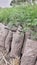 Small acacia trees are put along the field bank to be sown in the field