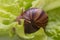 The small Achatina snail eats a leaf of lettuce or grass. Front view of the mouth of a snail chewing grass