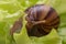 The small Achatina snail eats a leaf of lettuce or grass. Front view of the mouth of a snail chewing grass, close-up