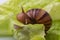 The small Achatina snail eats a leaf of lettuce or grass, Snail in nature, close-up, selective focus, copy space