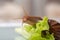 A small Achatina snail sitting on a leaf of lettuce stretched out curiously looking at something, close-up, copy space