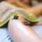 Small Achatina snails crawl on a woman`s leg