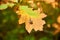 Small acorn on big red oak leaf in autumn