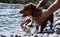 Small adorable fluffy brown and white mongrel and owners hands touch and wash it. Bathe small red dog on river in nature