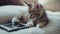 a small adorable kitten gazing curiously at a tablet with its tiny paws, evoking a heartwarming scene of domestic