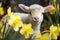 Small adorable lamb in yellow daffodil field. Generate ai