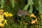 Small and adorable rodent Bank vole, Myodes glareolus in autumnal forest in Estonia